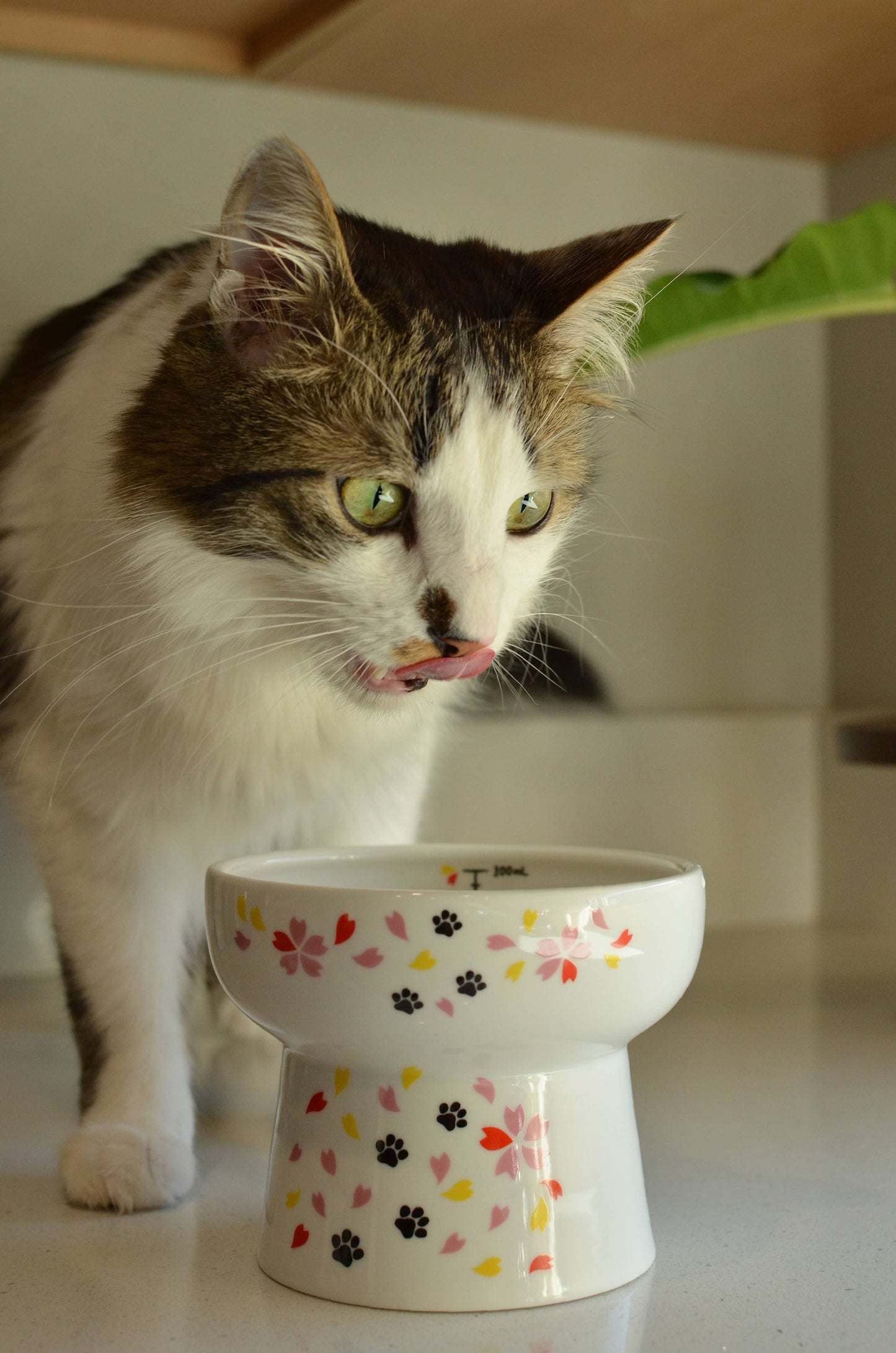 Extra Tall Raised Cat Water Bowl (Sakura Limited Edition)