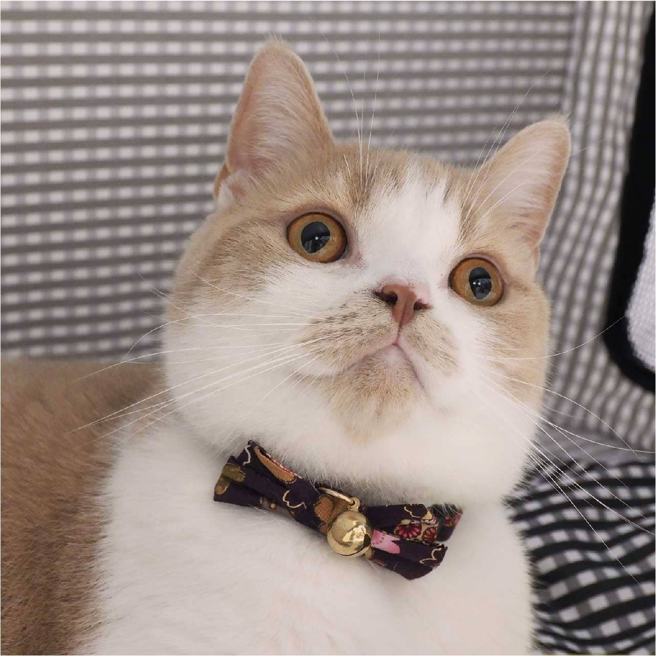 Kimono Bow Tie Cat Collar (Purple)