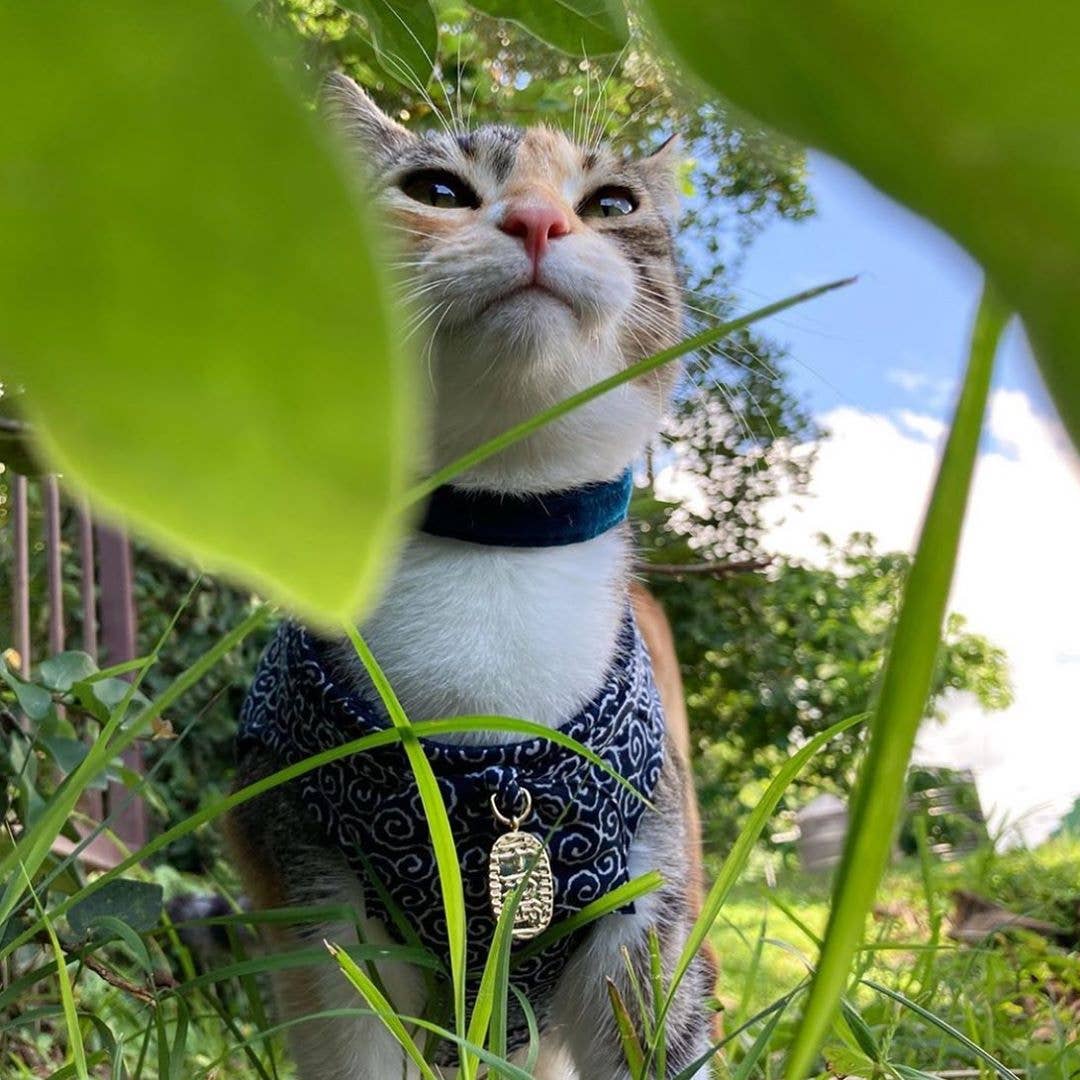 Ninja Cat Harness (Navy)