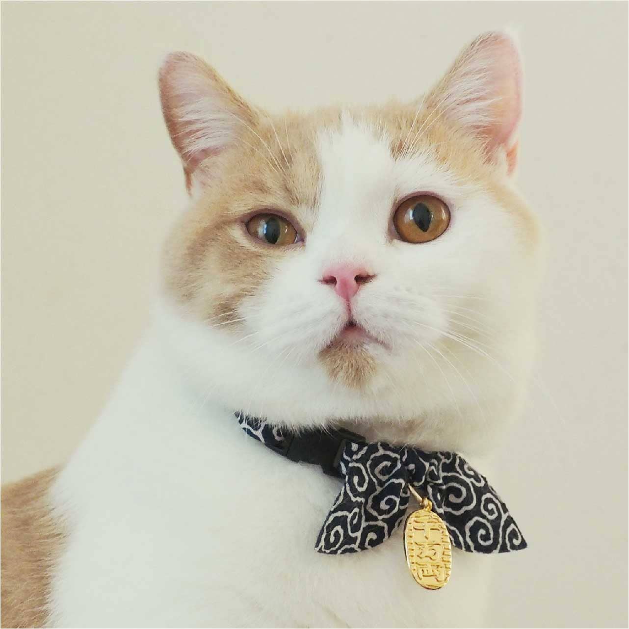 Ninja Cat Collar (Navy)