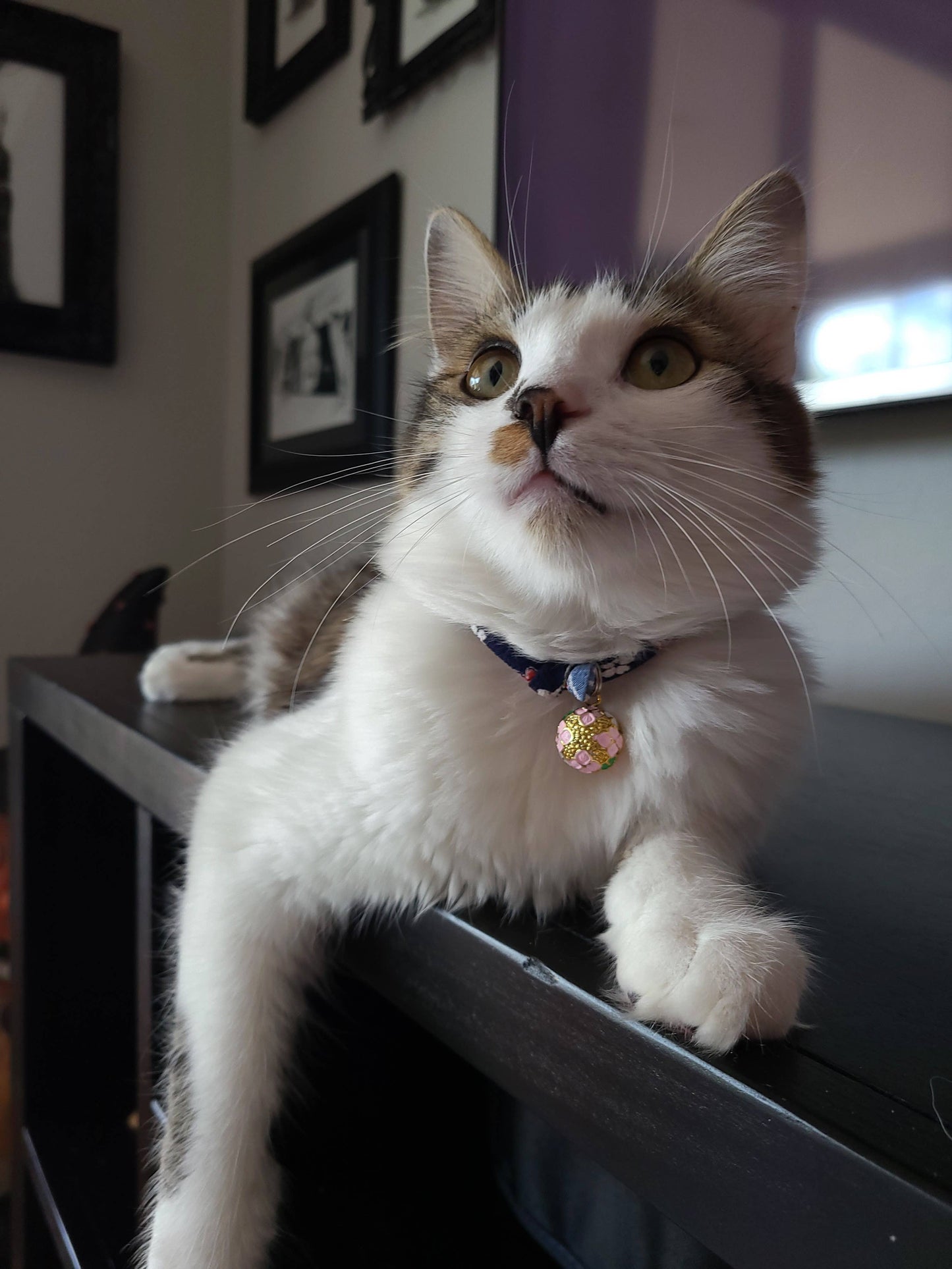 Chirimen Sakura Cat Collar (Blue)