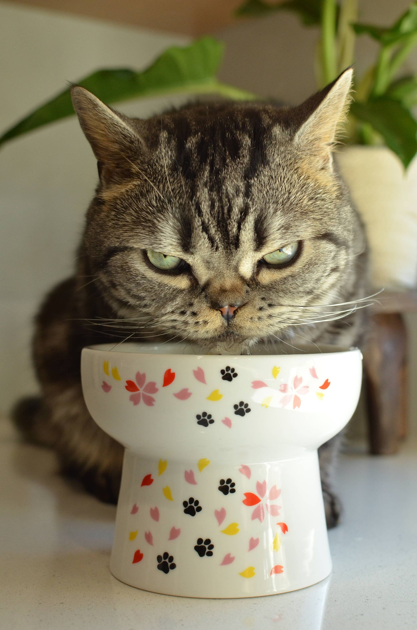 Extra Tall Raised Cat Water Bowl (Sakura Limited Edition)