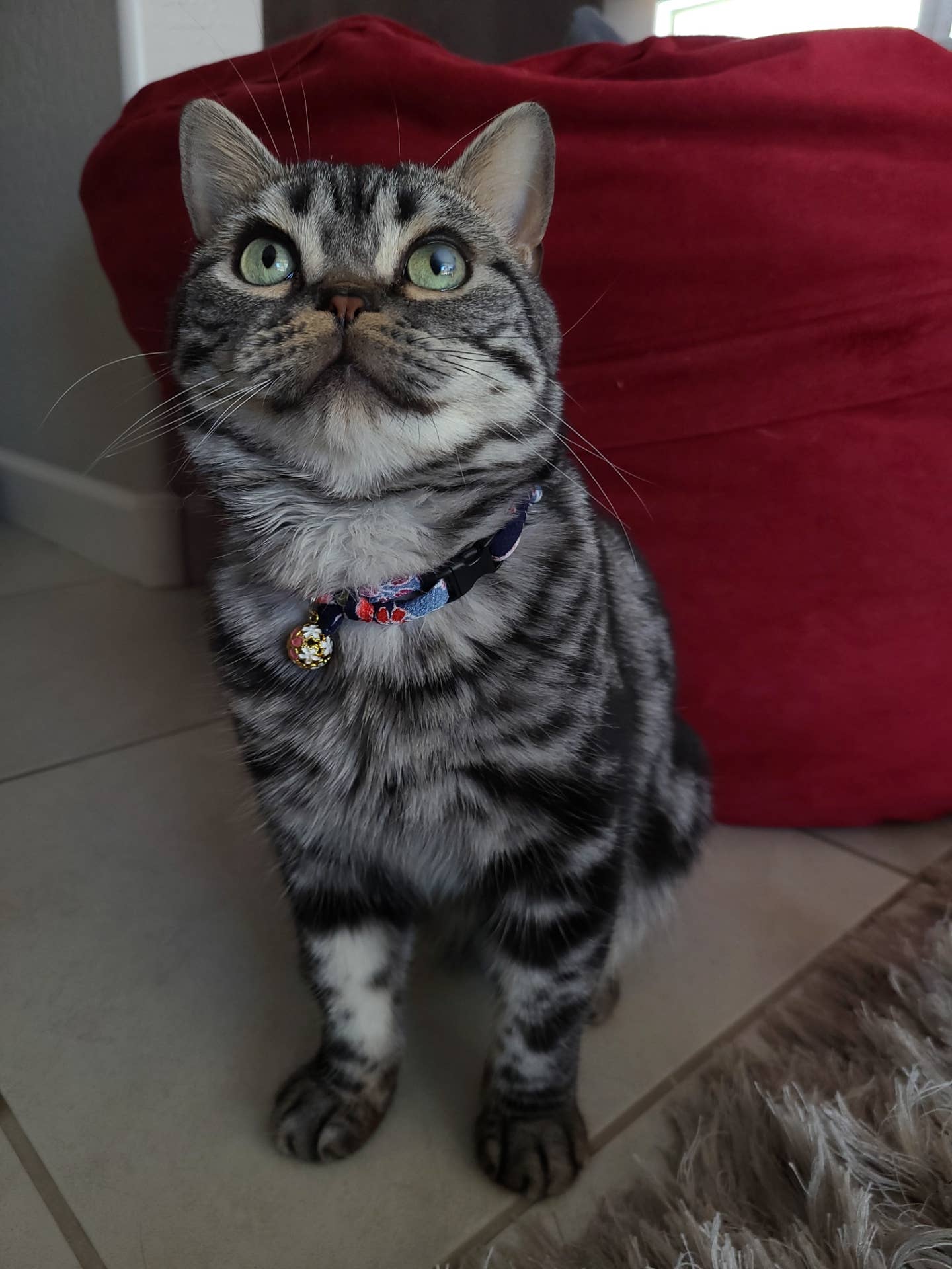 Chirimen Sakura Cat Collar (Blue)