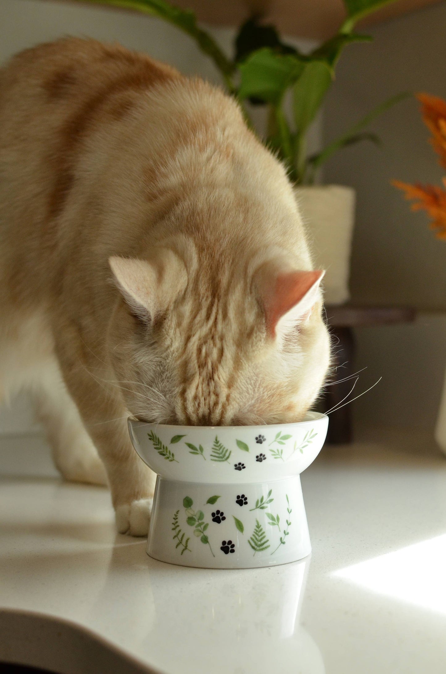 Raised Cat Food Bowl (Go Green)