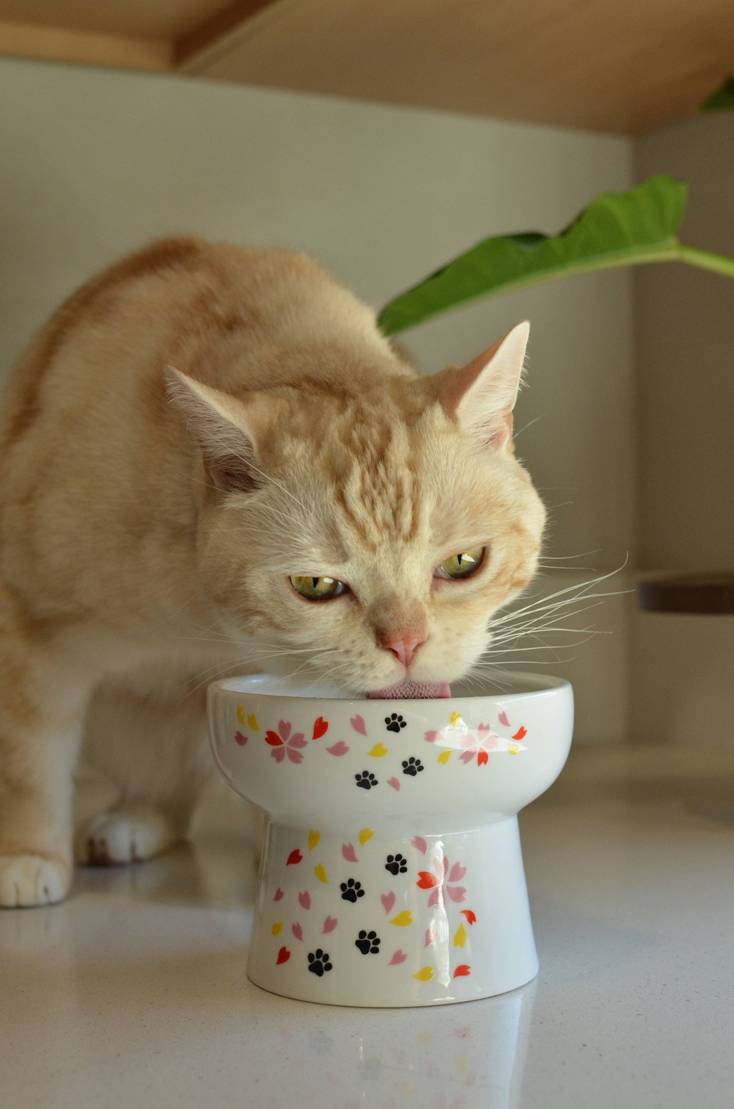 Extra Tall Raised Cat Water Bowl (Sakura Limited Edition)