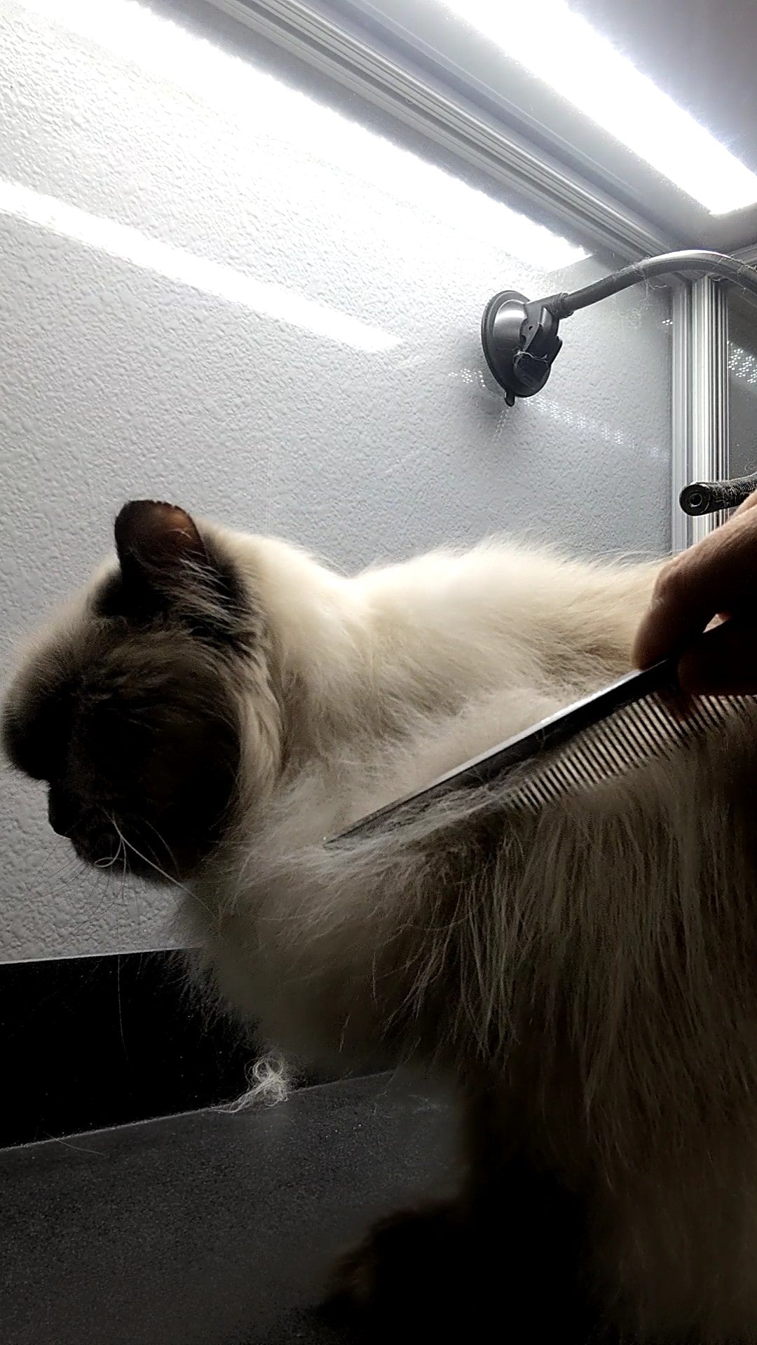 Load video: Solomon is an 18 year old Himalayan cat. He&#39;s getting a long hair full coat groom today. He had a lot of shedding coat, grubby ears and litter stuck in he paws. After a bath, tidy, blow dry and comb out, he was fresh and feeling great.