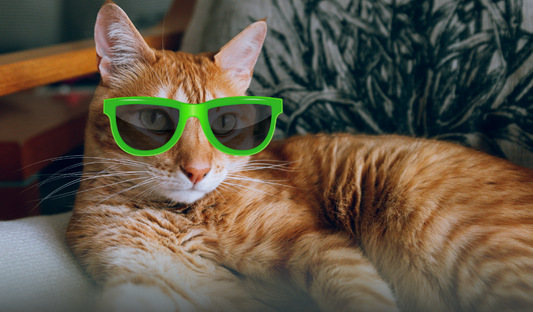 ☀️ Memorial Day Prep: Creating a Cool, Cat-Friendly Indoor Retreat