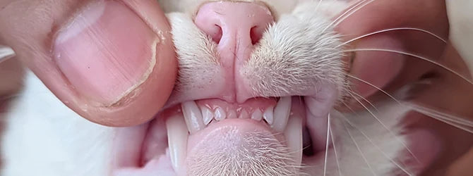 Beyond the Purr: Why Your Cat's Smile Needs More Attention Than You Think