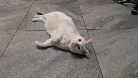 Traveling for Memorial Day? Why Cat Boarding May Be Better Than a Pet Sitter
