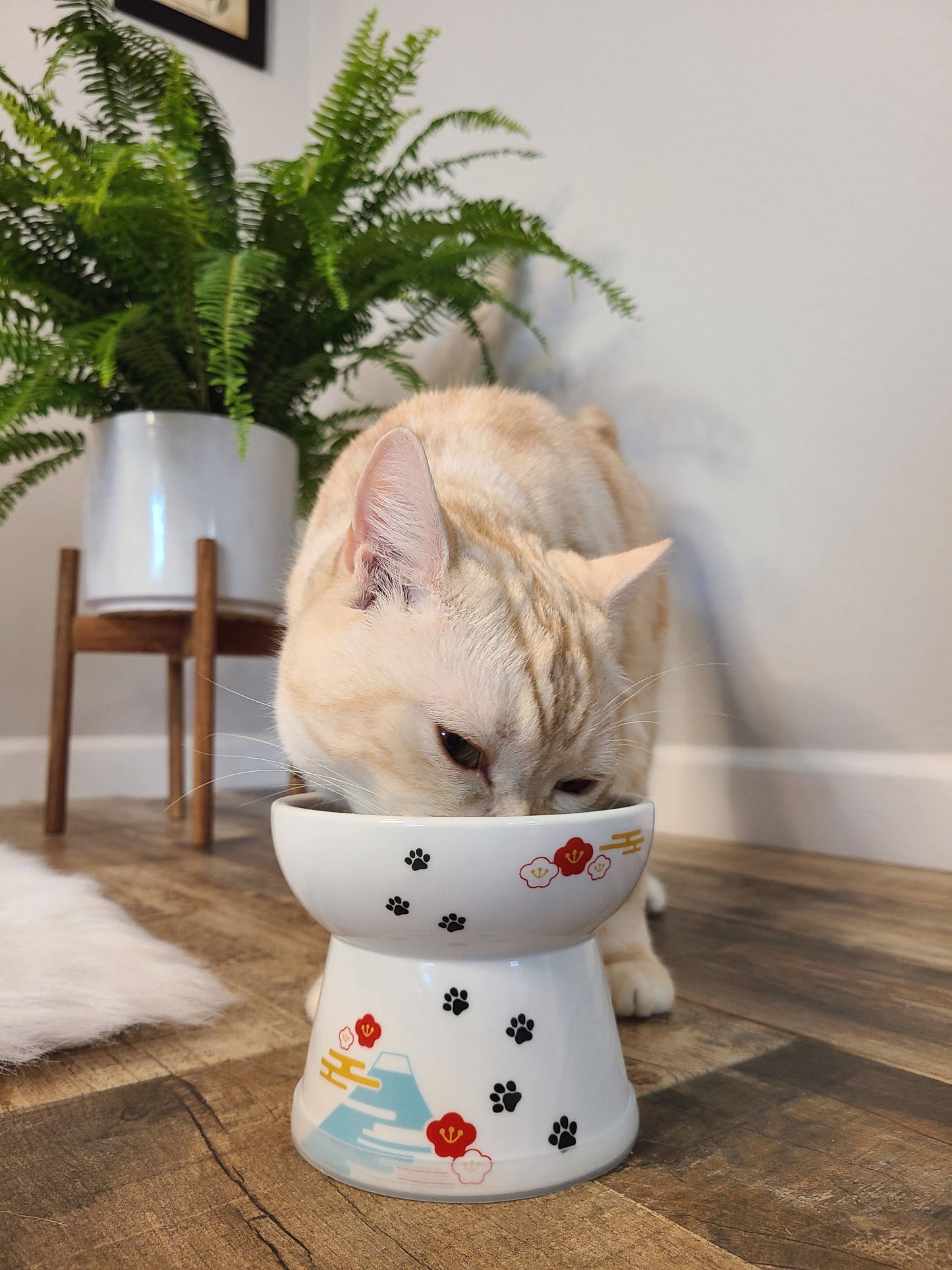 Raised Cat Food Bowl Large (Fuji Limited Edition)