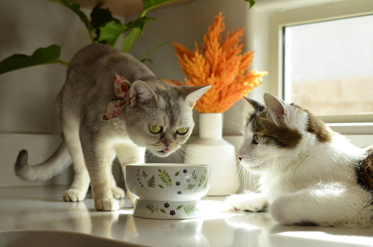 Raised Cat Water Bowl (Go Green)