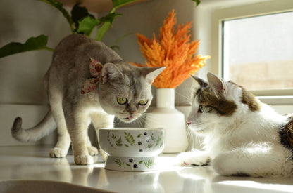 Raised Cat Water Bowl (Go Green)