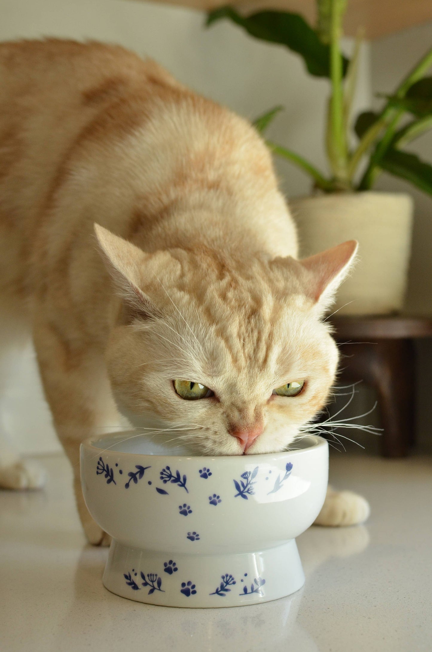 Raised Cat Water Bowl (Nordic Blue)