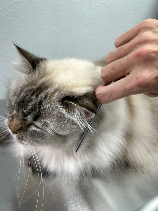 VIPurr Monthly Membership