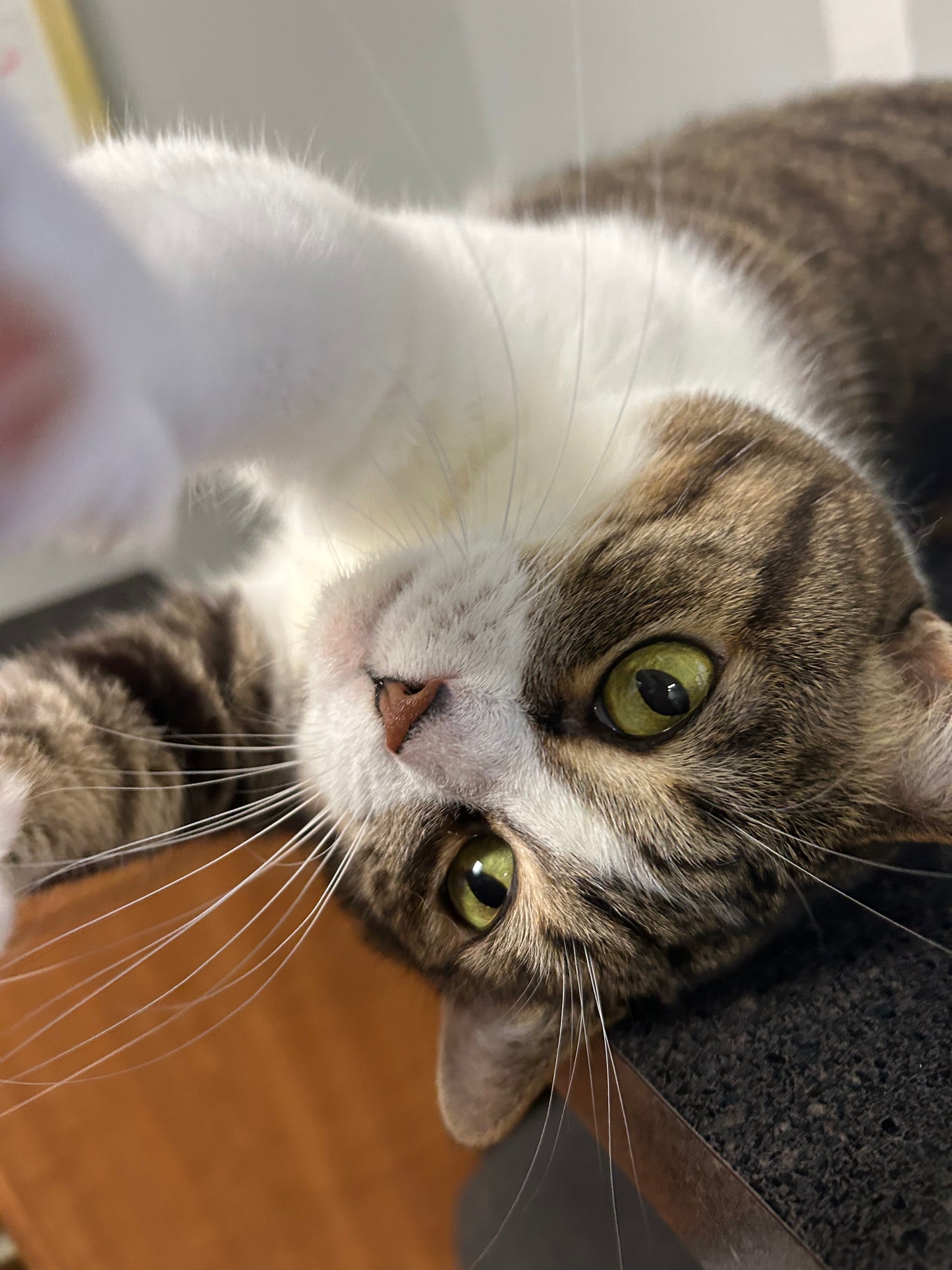 VIPurr Monthly Membership
