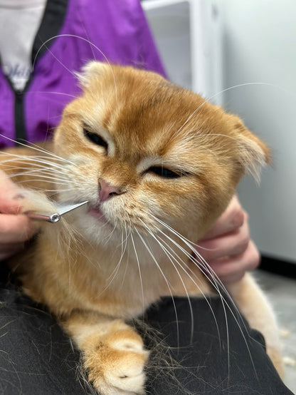 VIPurr Monthly Membership