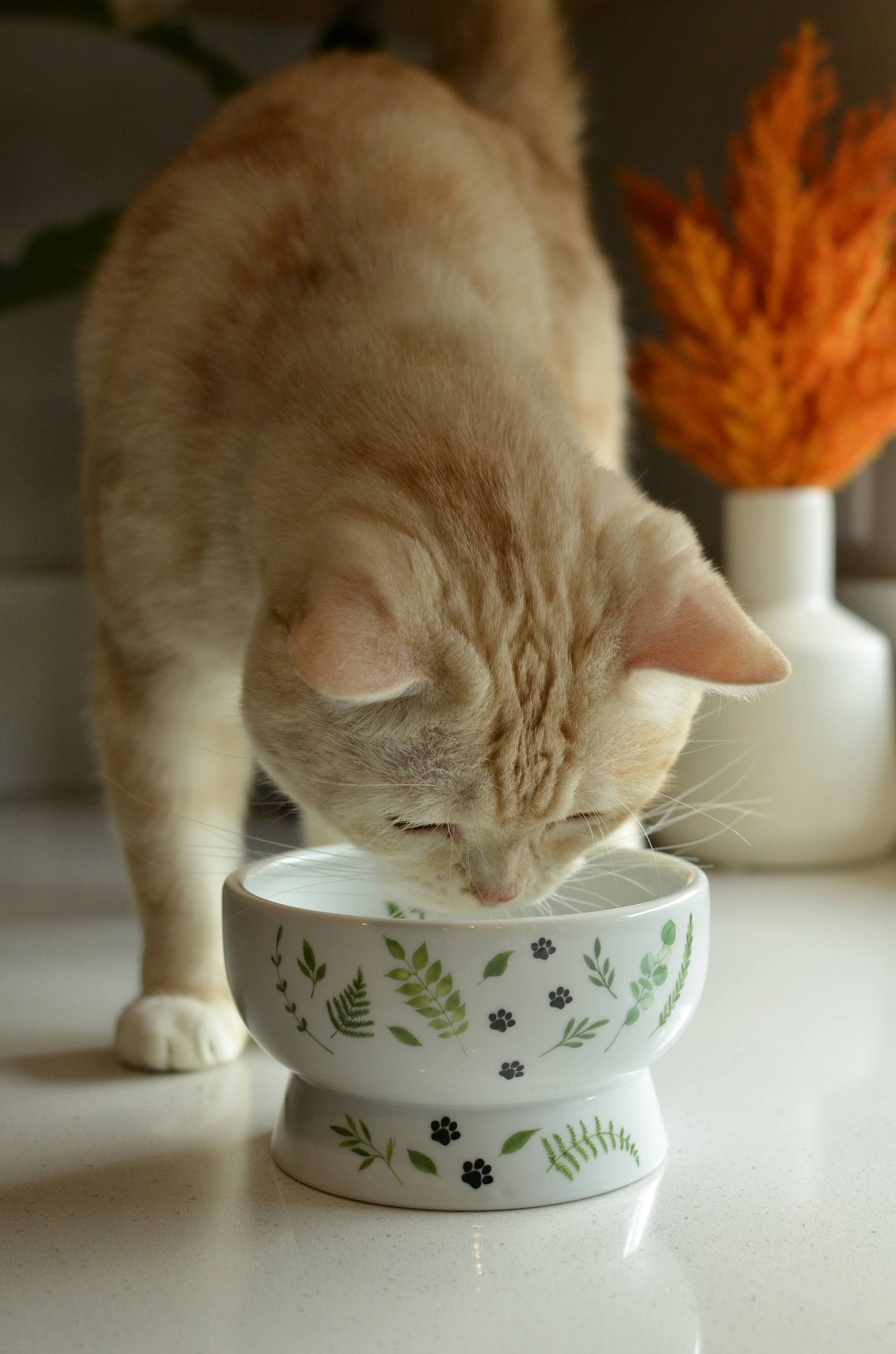 Raised Cat Water Bowl (Go Green)