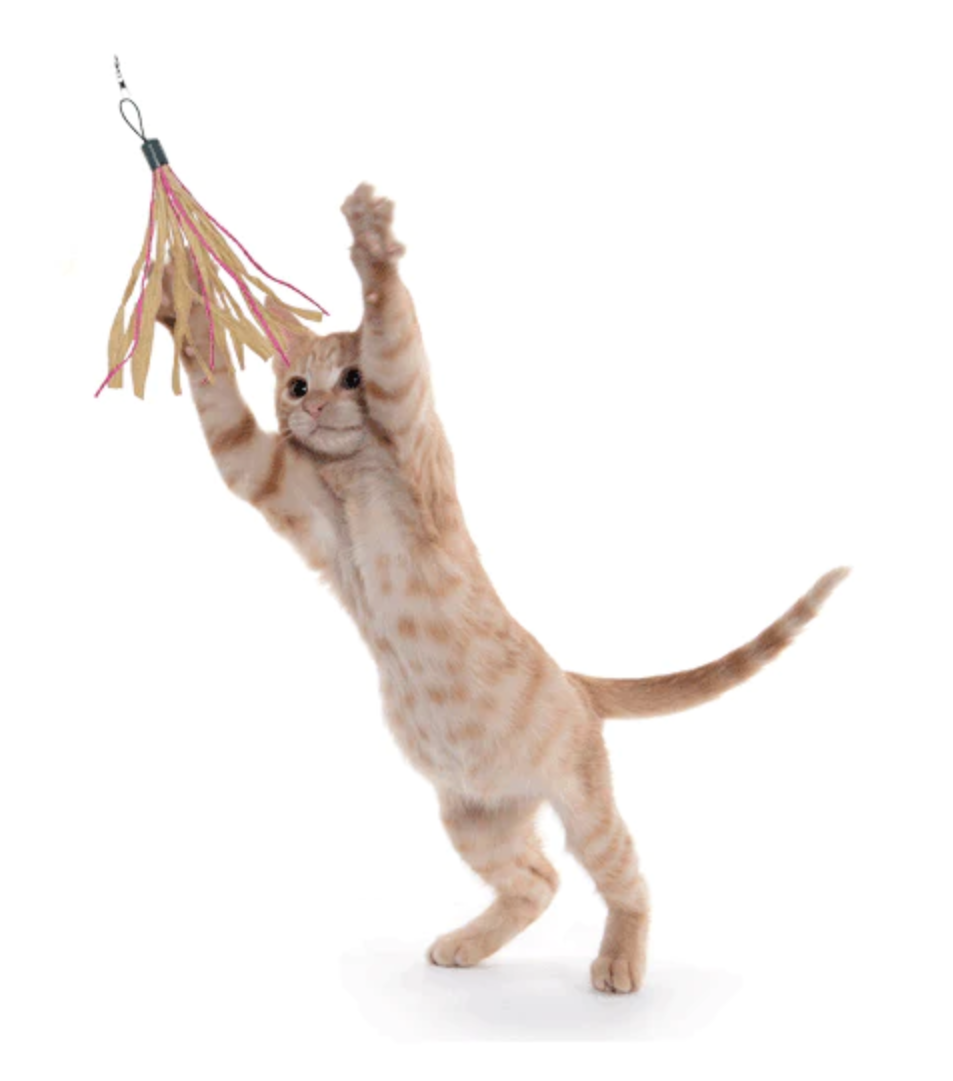 Dezi and Roo Cuttlefish - Wand Attachment