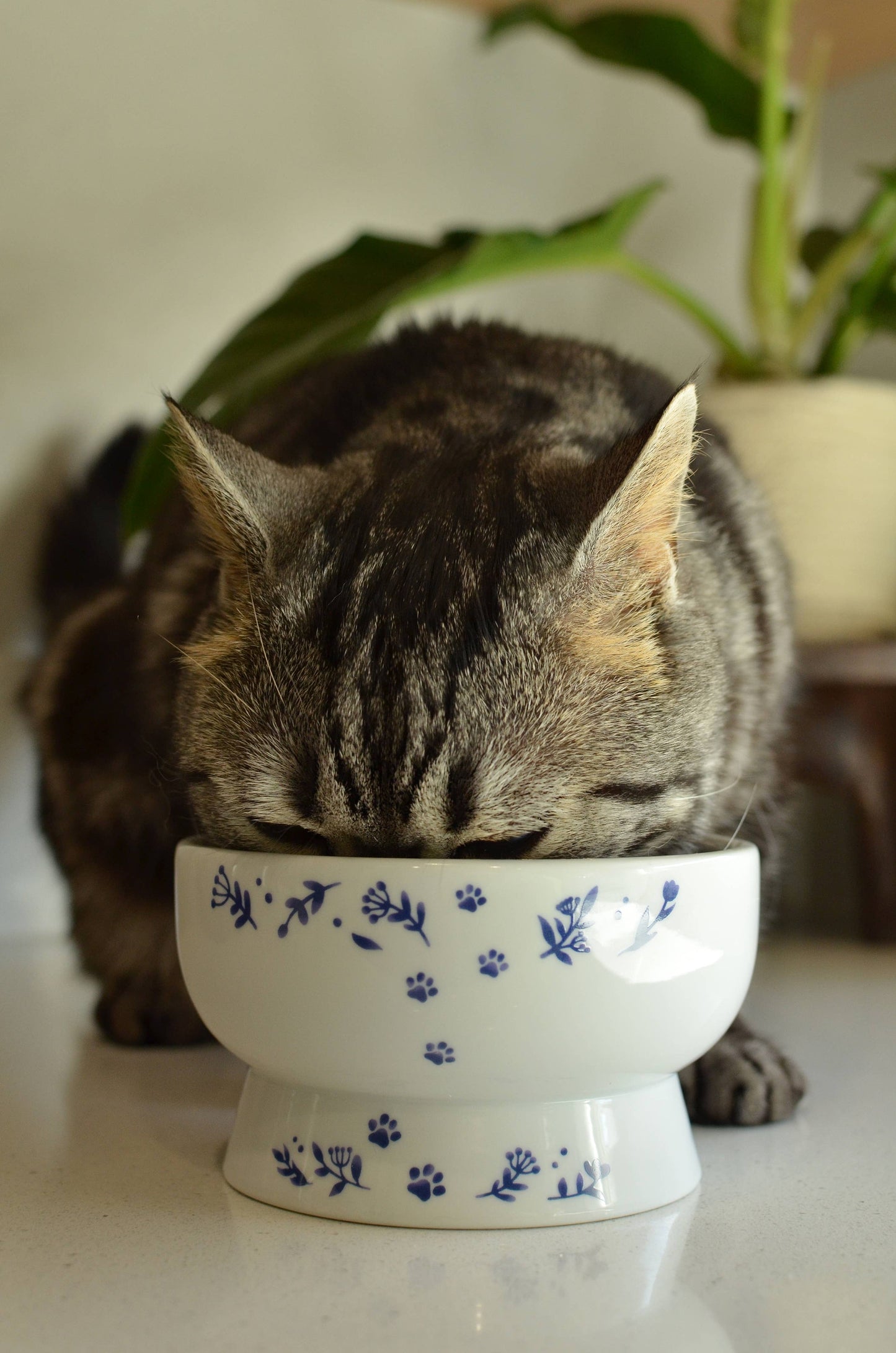 Raised Cat Water Bowl (Nordic Blue)