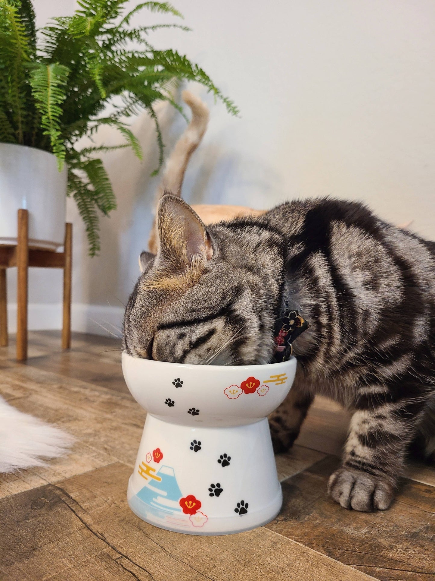 Raised Cat Food Bowl Large (Fuji Limited Edition)